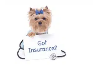 Nationwide Pet Insurance